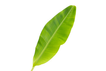 Fresh banana leaf on white background.