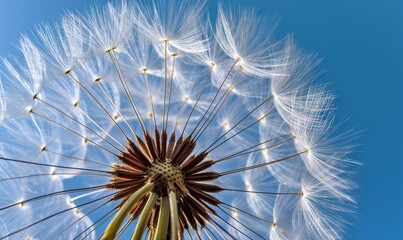 Naklejka premium a close up of a dandelion with a blue sky in the background. generative ai