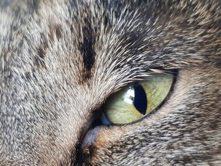 close up portrait of a cat