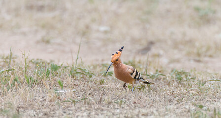 The Eurasian hoopoe is a fascinating bird with a characteristic appearance, always a great sight in...