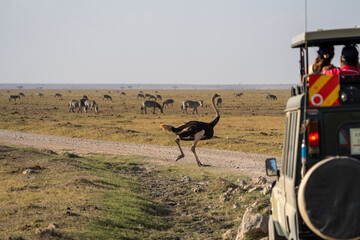 Ostrich runs across the road as a safari van with tourists watch. Amboseli National Park Kenya