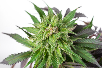 marijuana cannabis plant and bud