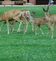 Naklejka na ściany i meble Shot of a group of deer at the park