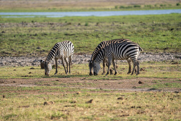 Fototapeta na wymiar Three zebras graze for food in Amboseli National Park