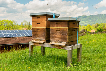 Village apiary. Beehives on an alpine meadow in summer