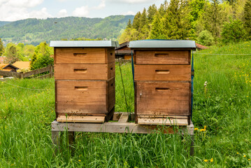 Forest apiary. Beehives on an alpine meadow in summer