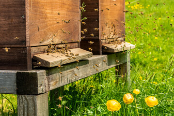 Forest apiary. Beehives on an alpine meadow in summer