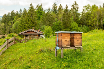 Forest apiary. Beehives on an alpine meadow in summer