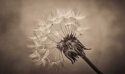  a black and white photo of a dandelion in the wind.  generative ai