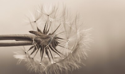  a close up of a dandelion on a white background.  generative ai