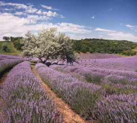 Naklejka na ściany i meble Wonderful lavender field in Hungary