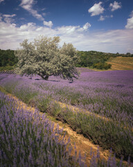 Fototapeta na wymiar Wonderful lavender field in Hungary