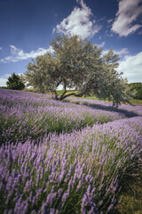 Wonderful lavender field in Hungary