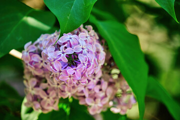 Pink lilac flowers on a sunny spring day