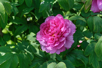 Large pink peony flower among green leaves on a sunny spring day