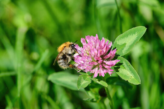 Bumblebee close-up on a pink clover flower. An insect pollinates a flower in summer