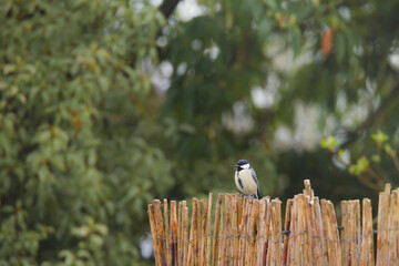 Wildlife portrait of a small Great Tit (Parus Major) songbird perched on a garden fence in Fife, Scotland, UK