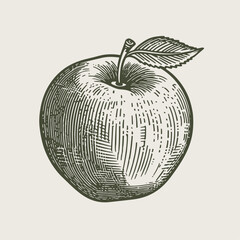 Hand drawn apple. Vintage woodcut engraving style vector illustration.