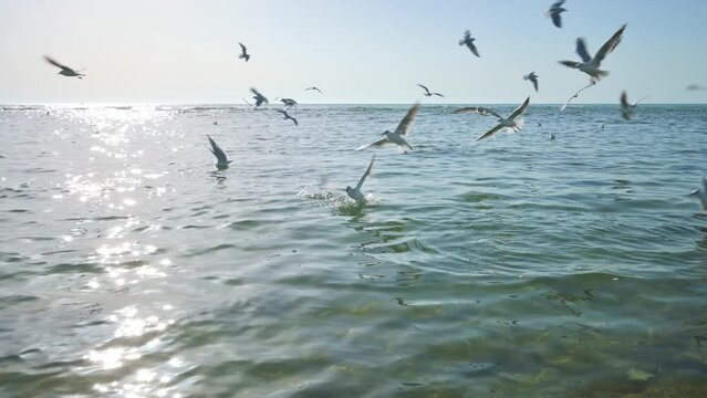 Big flock of white seagulls flying in the blue sky near the sea. 4k footage UHD 3840x2160 