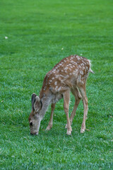 Naklejka na ściany i meble Shot of a baby deer at the park