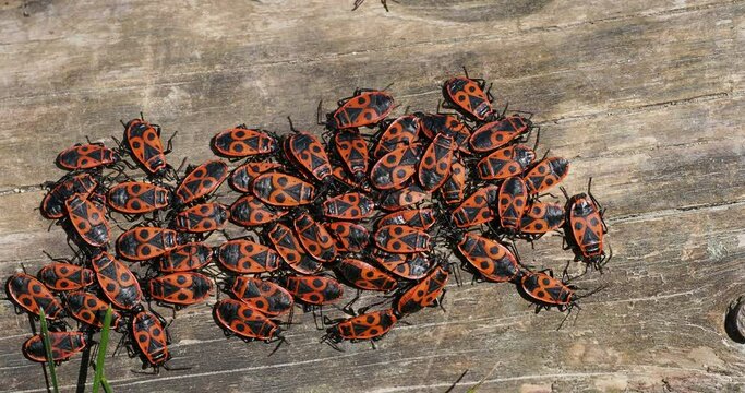 Accouplements sur un tronc de Pyrrhocoris apterus, h&eacute;t&eacute;ropt&egrave;res  appel&eacute;s gendarmes ou punaises rouges 

