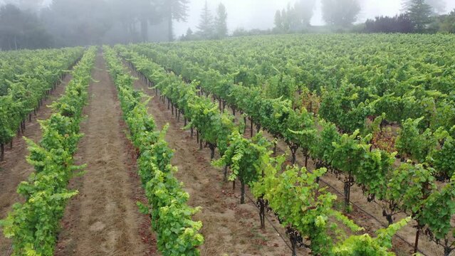 Sonoma vineyard fly over in the mist with redwoods.
