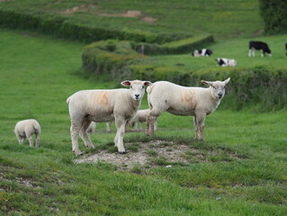 Obraz premium Lambs on a mound