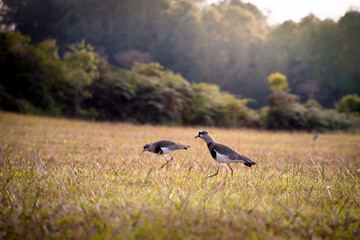 Southern lapwing