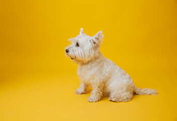 Young west highland white terrier on yellow background, west highland white terrier in studio