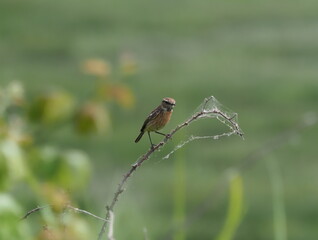 Stonechat sitting on a branch near an estuary wetland in Newport