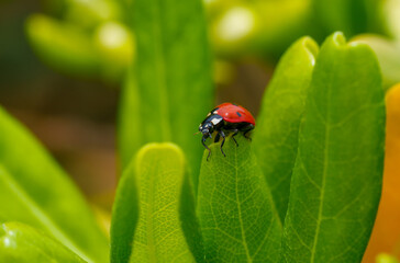 red ladybug on a green leaf in the grass, close-up blurred
