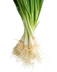 fresh green onion