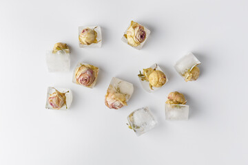 Rose buds in ice cubes on white isolated top view.