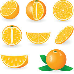 Vector illustration of orange fruit