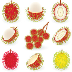 Vector illustration of rambutan fruit