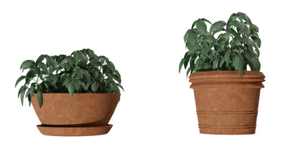 4k plant basil plant leaf in a pot nature green house plant tropical leaf