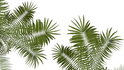 Fototapeta na wymiar 4K plant palm house plant up view green leaf house plant tropical leaf with 2 views
