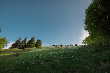Multitude of daffodils or narcissus flowers on famous mountain of Golica in slovenian Karawanken massiv. Beautiful sunny day with blue skies and flowers.