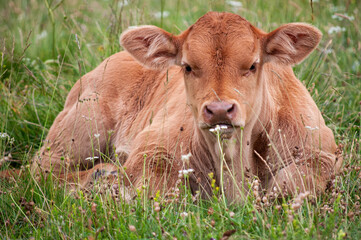 Small Brown calf in a meadow in Asturias