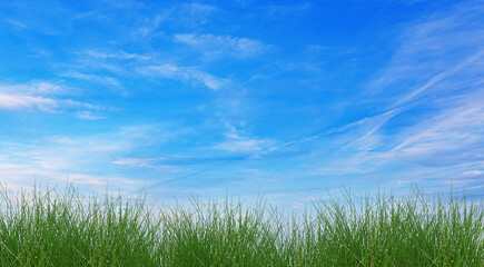 Fototapeta na wymiar Fresh spring grass and blue sky background.