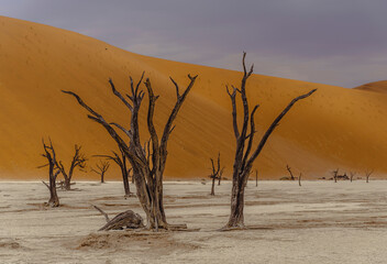 Deadvlei in the Sossusvlei, Namibia Afrika