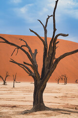 Deadvlei in the Sossusvlei, Namibia Afrika