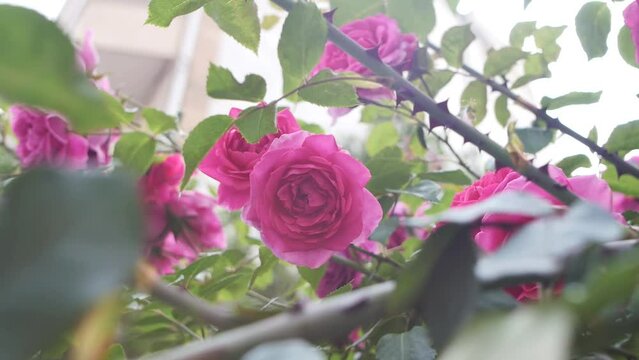 Beautiful pink rose flowers outdoors, look up. Bush of beautiful pink roses close-up outdoors