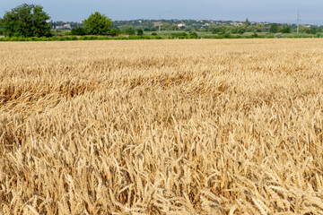 Wheat field. Ears of golden wheat close up. Organic farming. Rural Scenery under Shining Sunlight. ripening ears of meadow wheat field. Rich harvest Concept.
