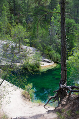 Landscape in a forest with a river, and a tree with many roots out.