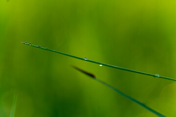 macro shot of a grass blade with water droplet on it