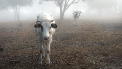 Cow on a foggy ,misty morning in the pasture.