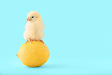 Cute little chick with lemon on blue background