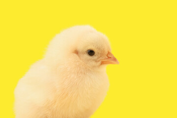 Cute little chick on yellow background