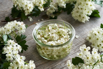Hawthorn flowers macerating in alcohol to prepare herbal tincture
